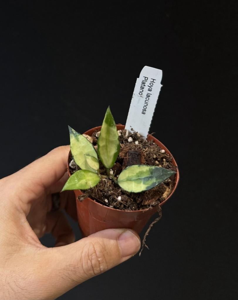 Hoya lacunosa Plantano