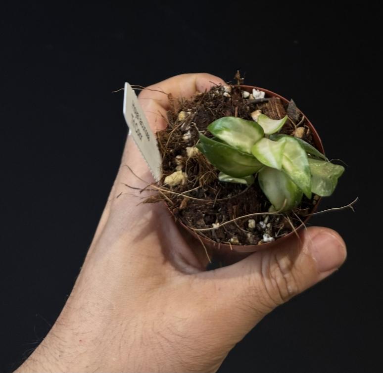 Hoya lacunosa Tricolor