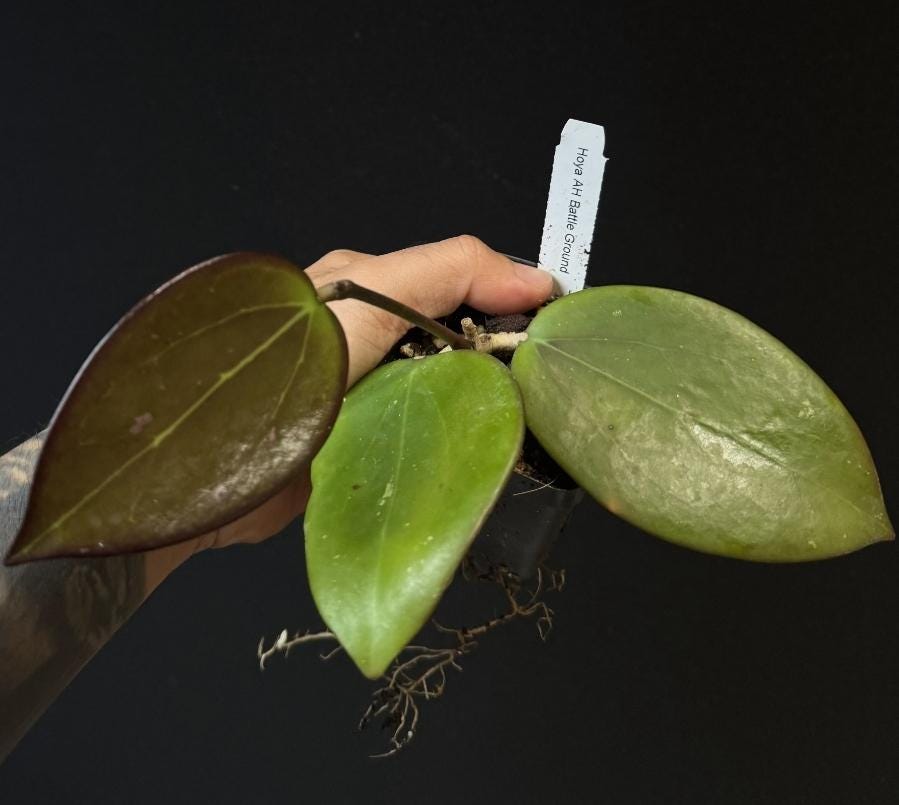 Hoya AH Battleground. Dark sun stress hoya. US SELLER.