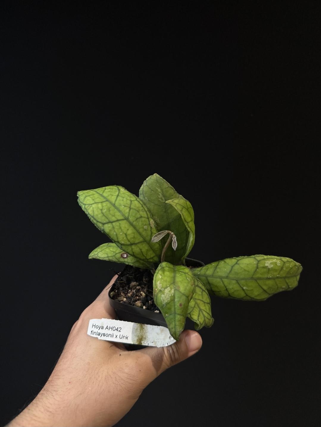 Hoya finlaysonii US SELLER.