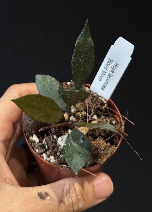 Hoya lacunosa Blood Moon