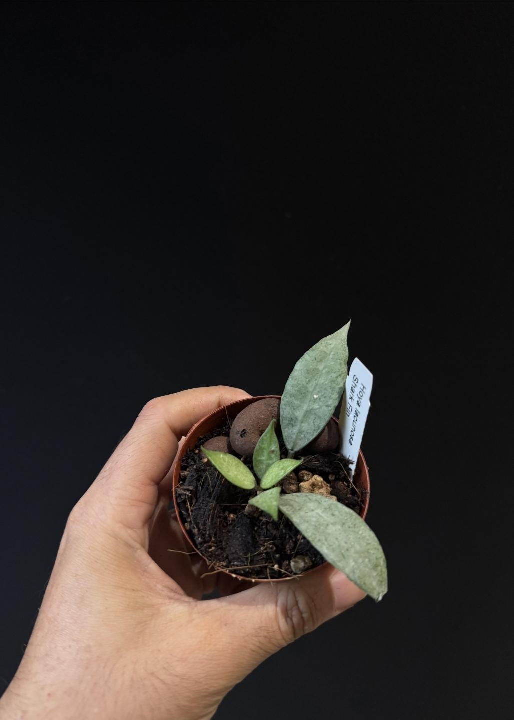 Hoya lacunosa SHARK FIN