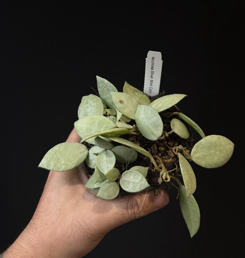 Hoya lacunosa Silver Mint Coin (multiple plant pot)