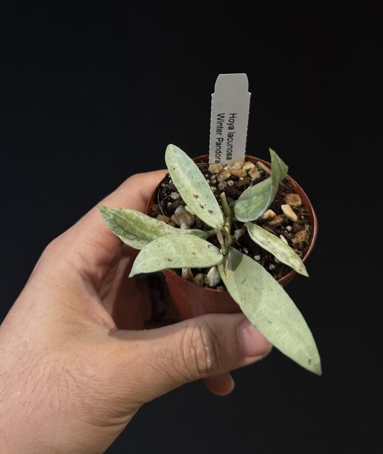 Hoya lacunosa Winter Pandora