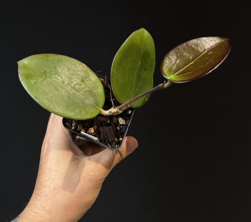 Hoya AH Battleground. Dark sun stress hoya. US SELLER.