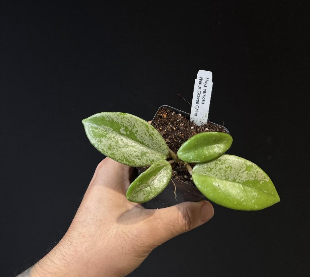 Hoya carnosa Wilbur Graves CHINA. Silver Splash. US SELLER.