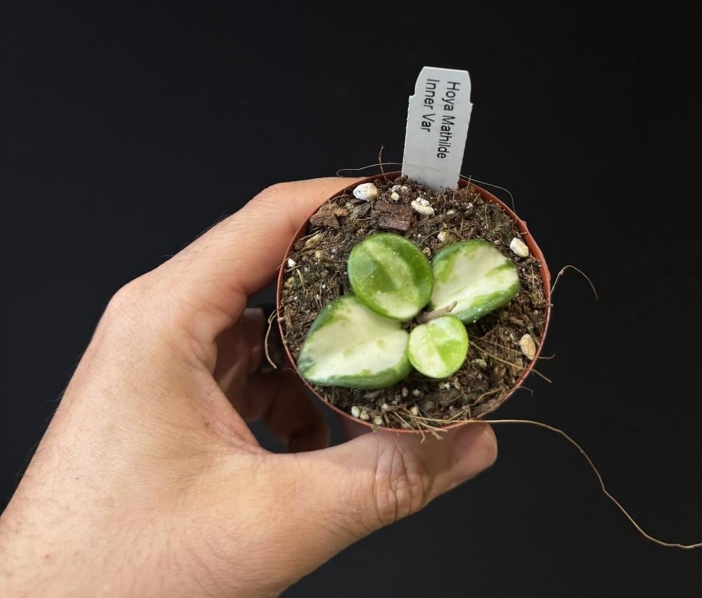 Hoya ‘Mathilde’ inner variegated. US SELLER.
