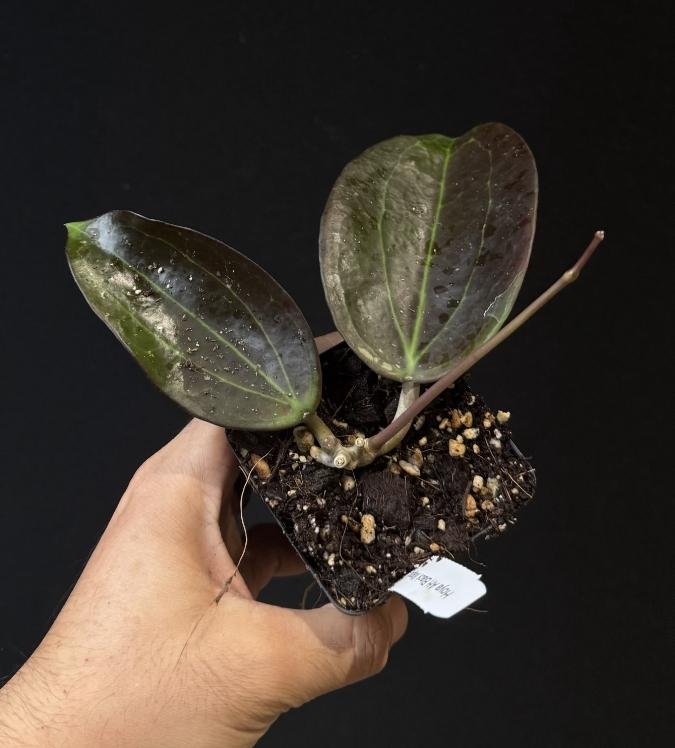 Hoya AH Black Magic. Dark sun stress hoya. US SELLER.
