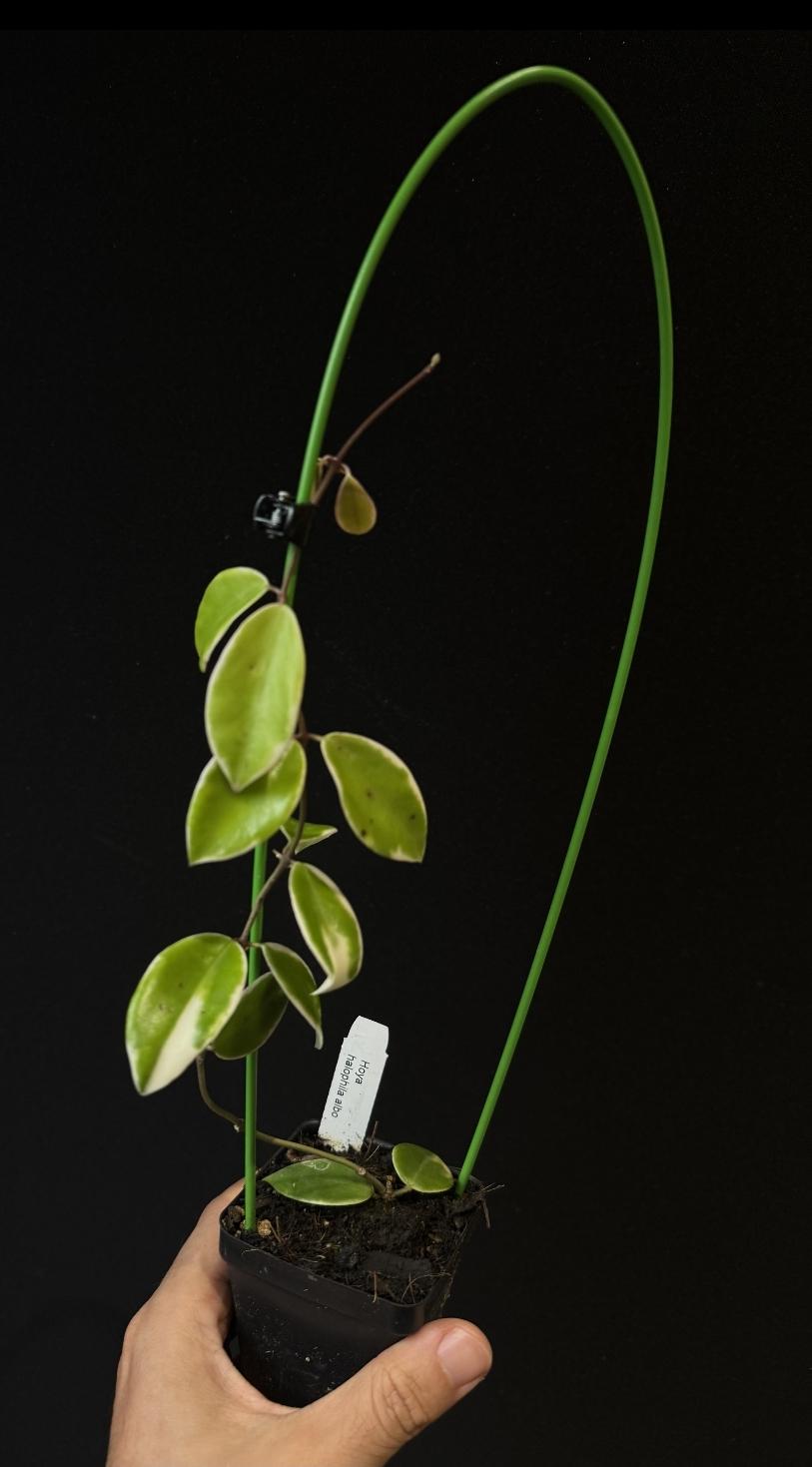 Hoya halophila ALBO US SELLER.