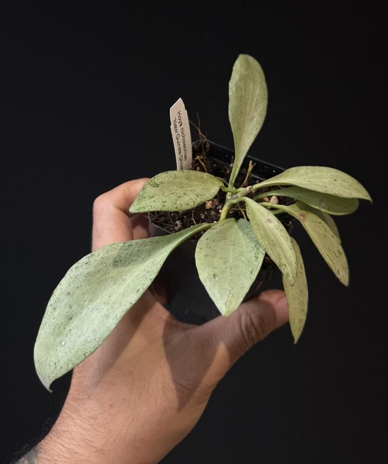 Hoya nicholsoniae 'New Guinea Ghost'.