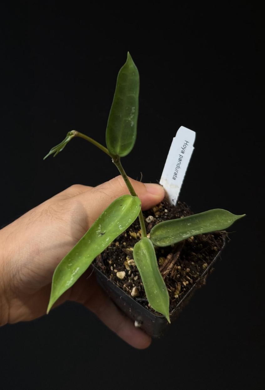 Hoya pandurata US SELLER.