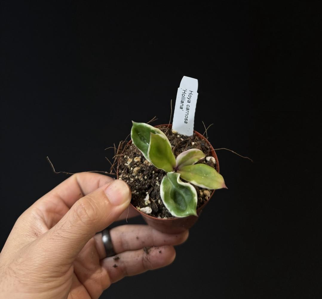 Hoya carnosa Holliana. US SELLER. Hard to find