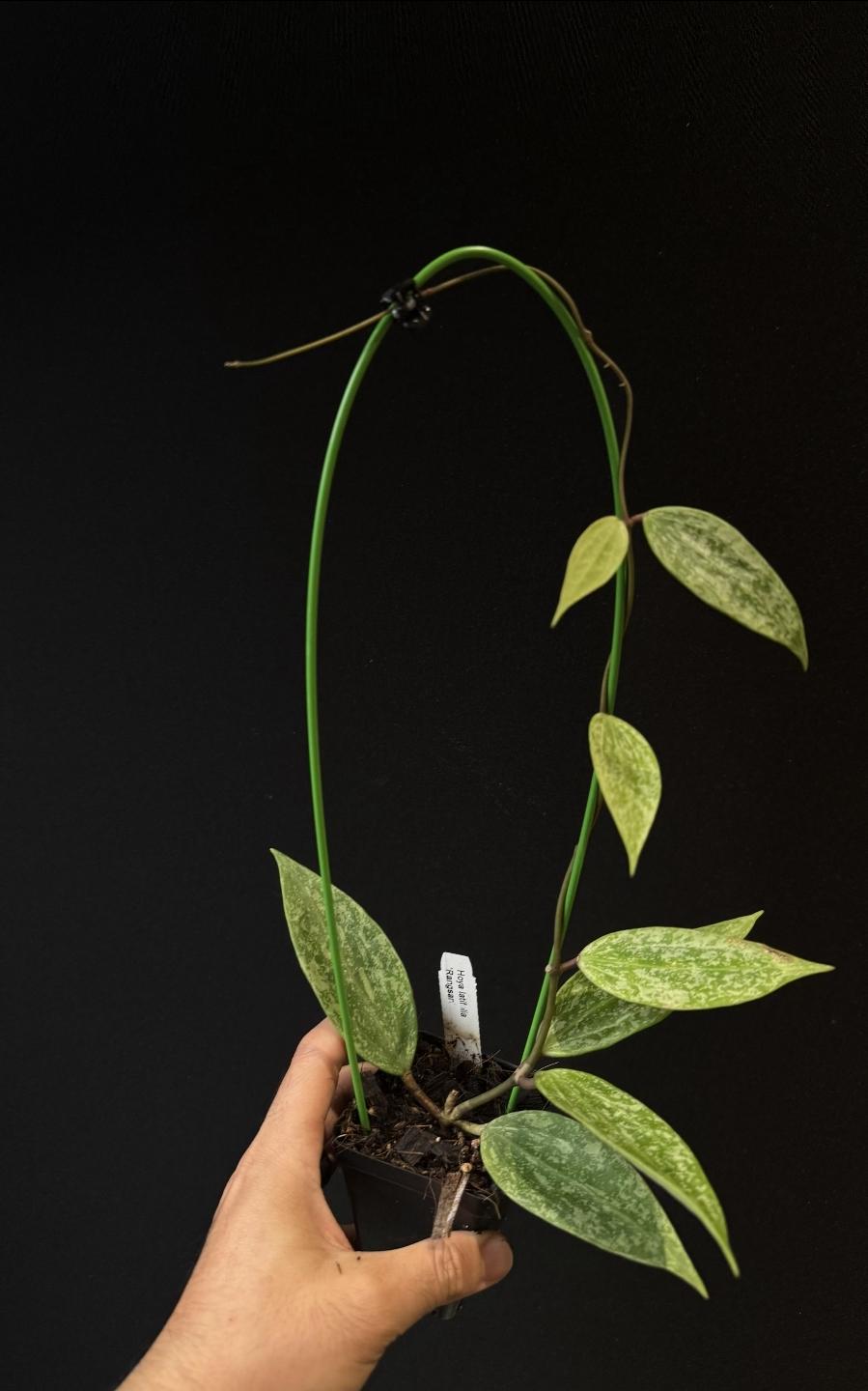 Hoya latifolia Rangsan splash US SELLER.
