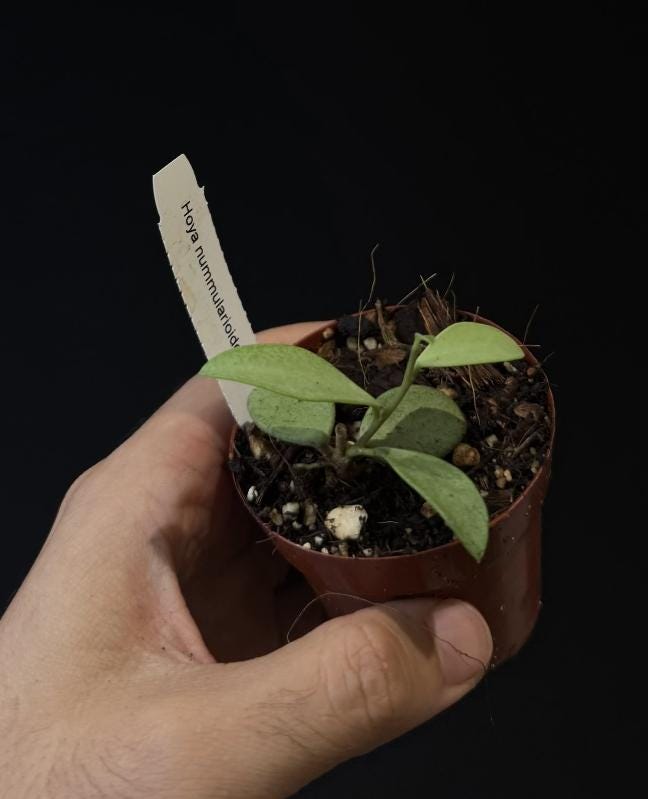 Hoya nummularioides SILVER US SELLER.