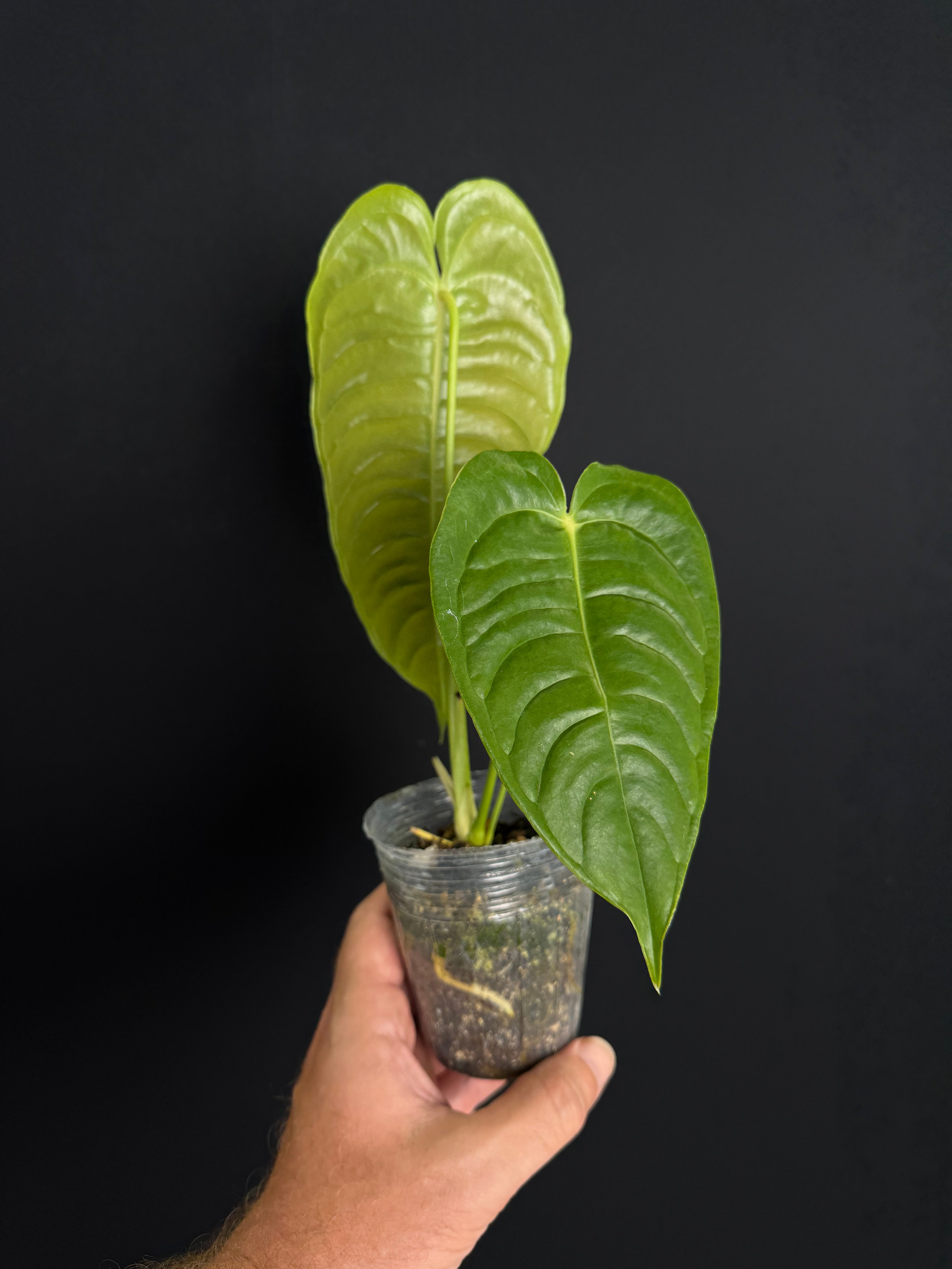 Anthurium veitchii "King Anthruium"
