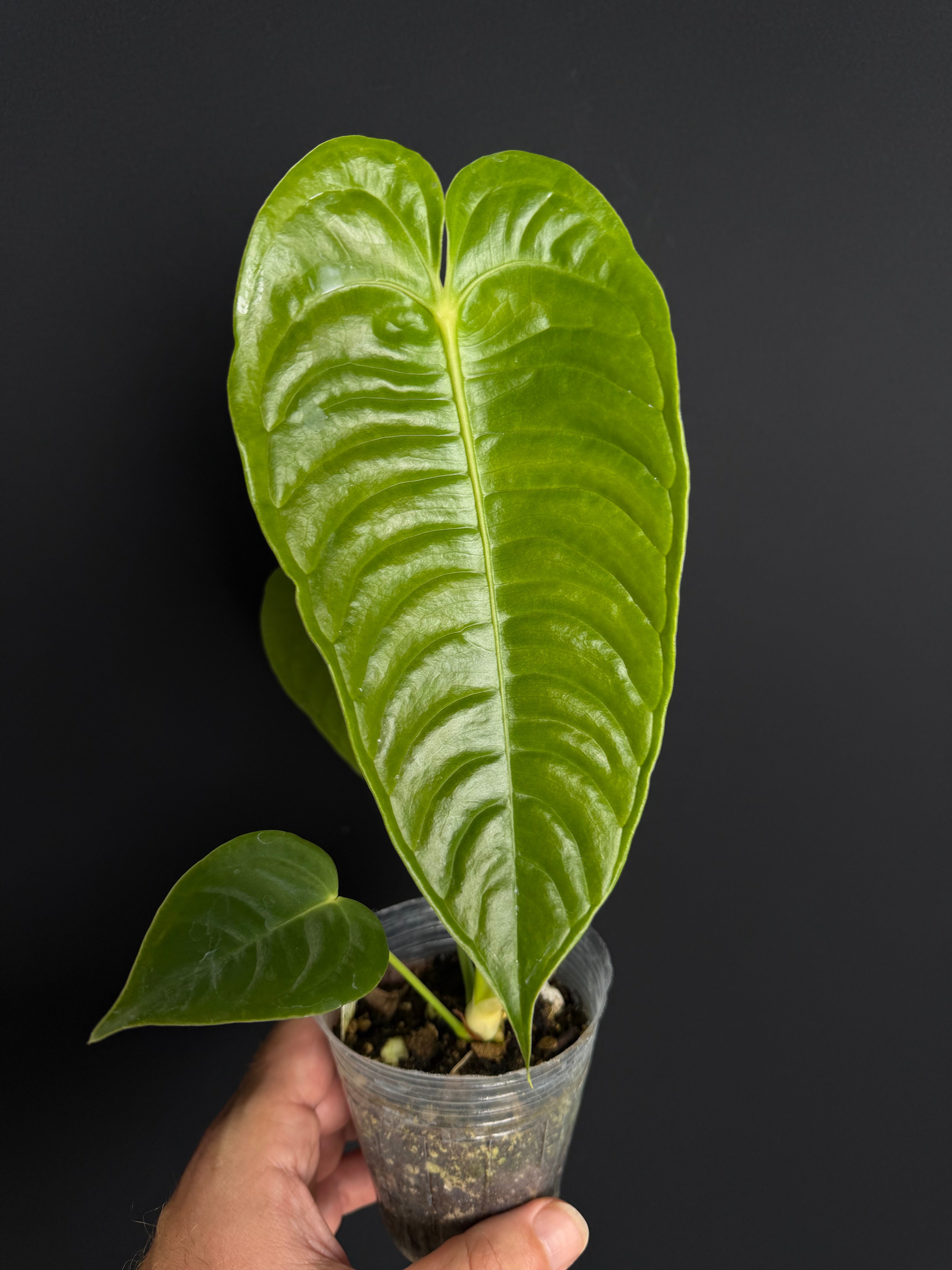 Anthurium veitchii "King Anthruium"