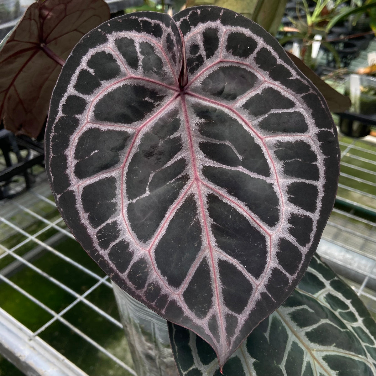 hanging hoya plant Krimson Queen Wax Plant: Hoya - 6" Pot