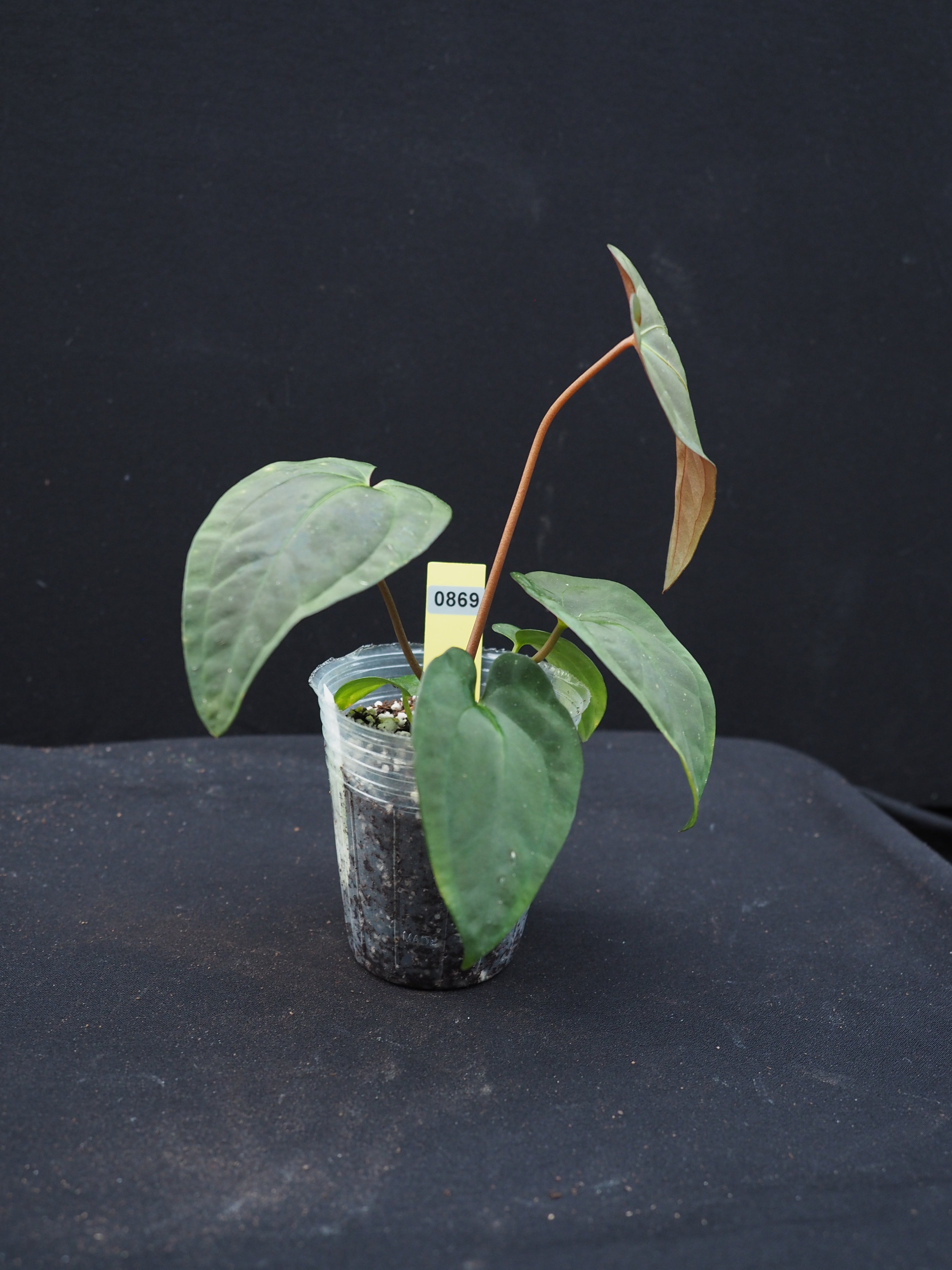 0869 Anthurium papillilaminum 'Wu6' x 'Wormtail'