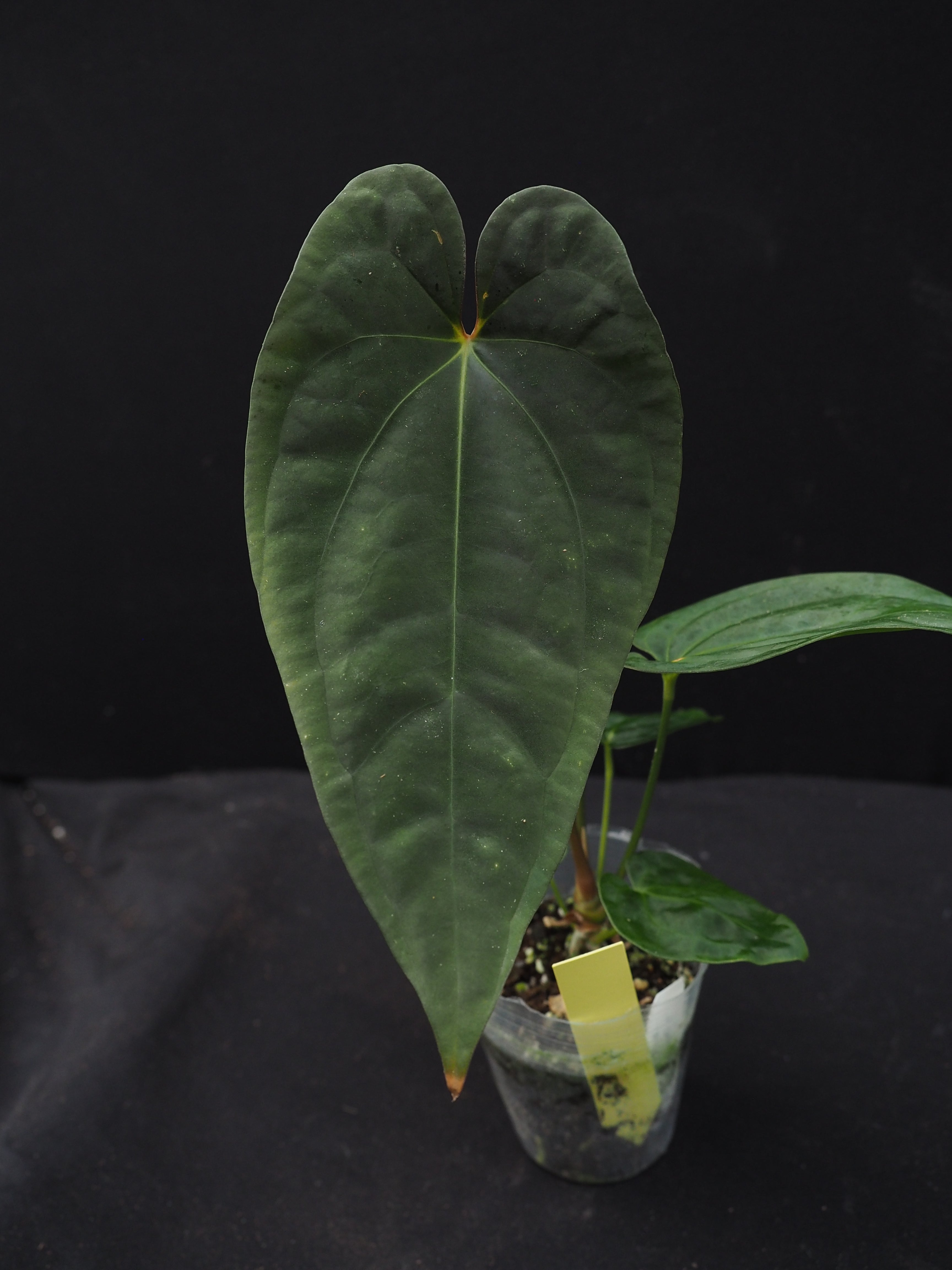 0870 Anthurium papillilaminum Wu2 x antolakii wide sinus