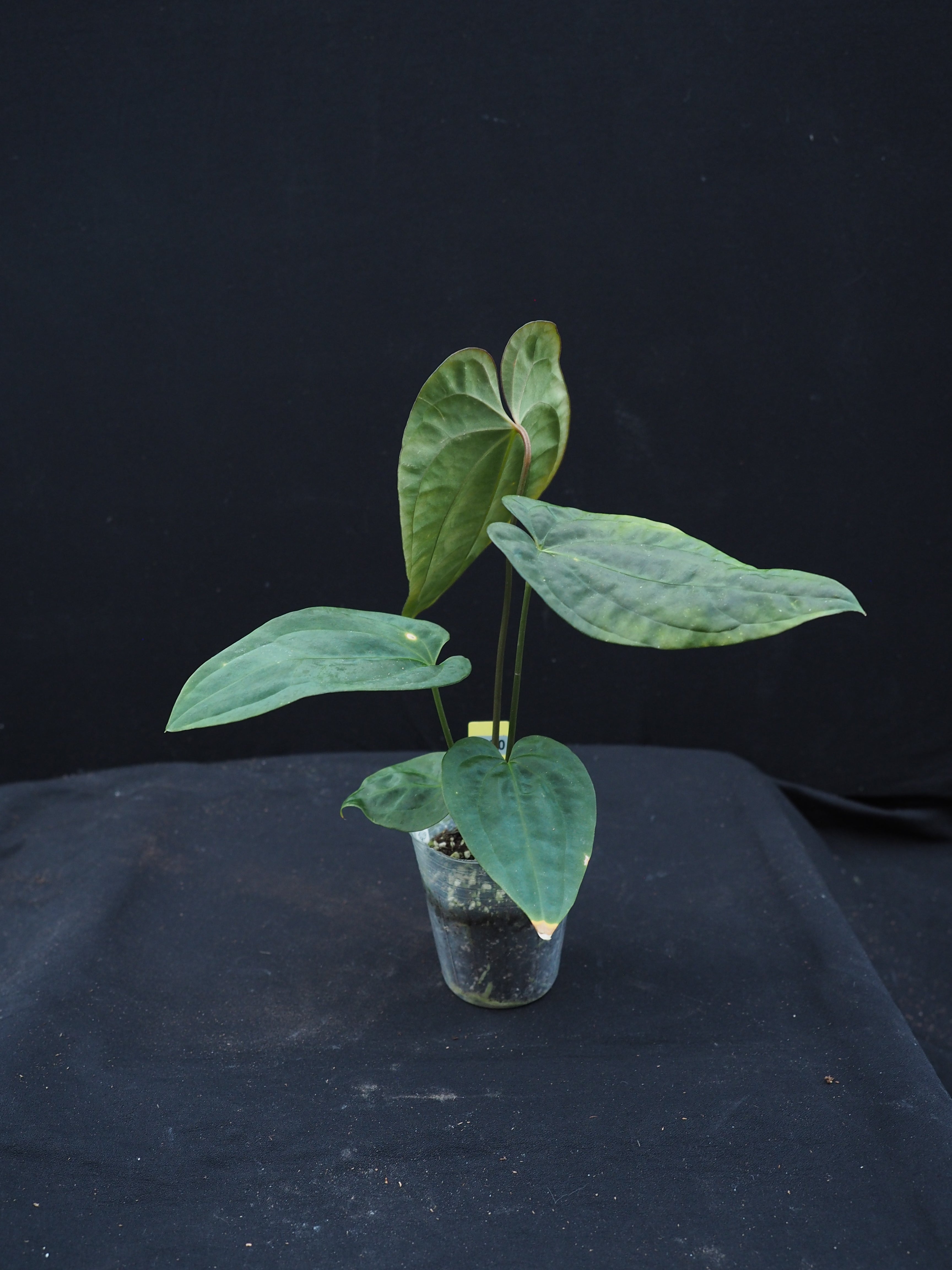 0870 Anthurium papillilaminum Wu2 x antolakii wide sinus