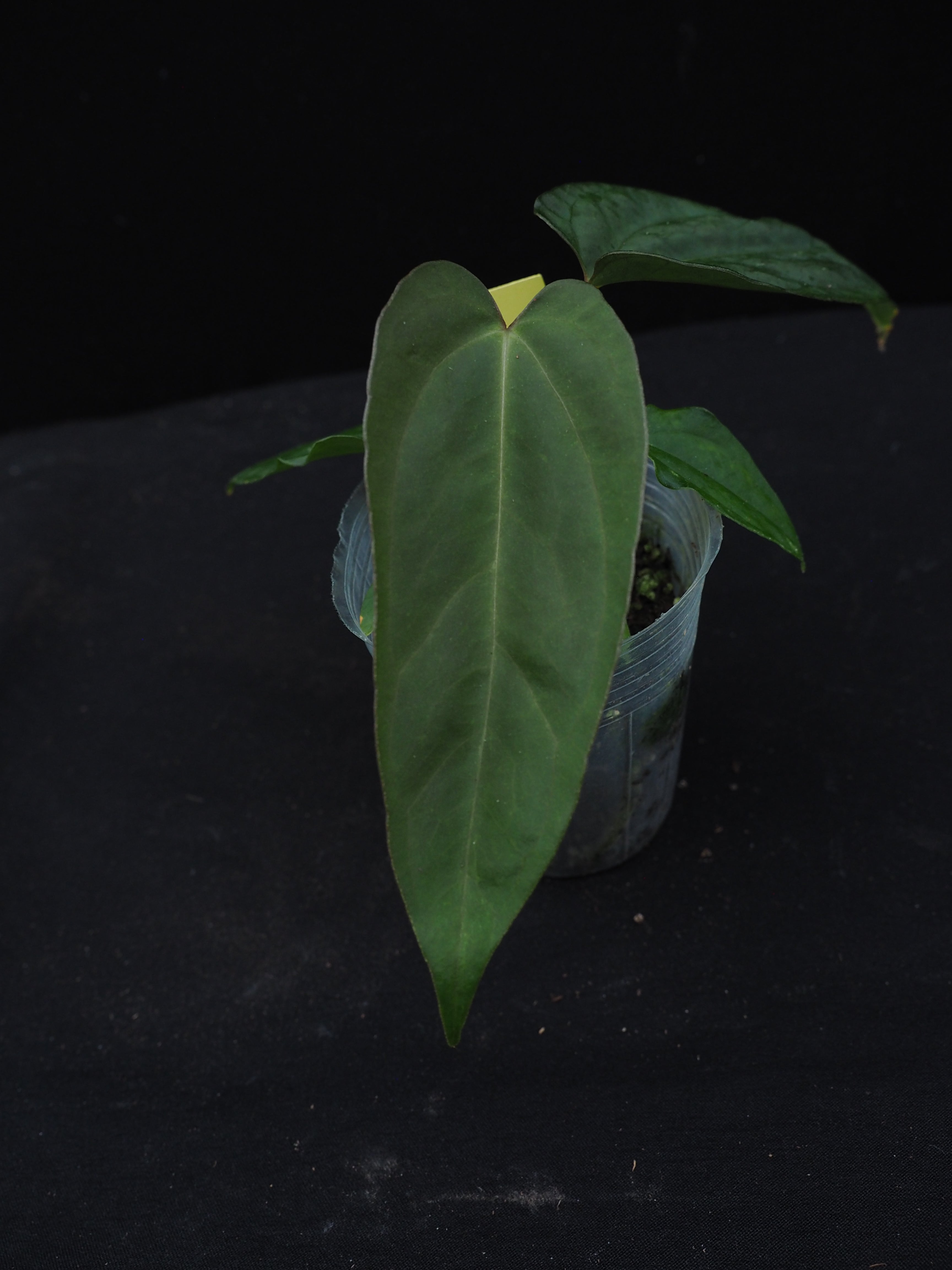 0875 Anthurium potilloi x papillilaminum (RL self)