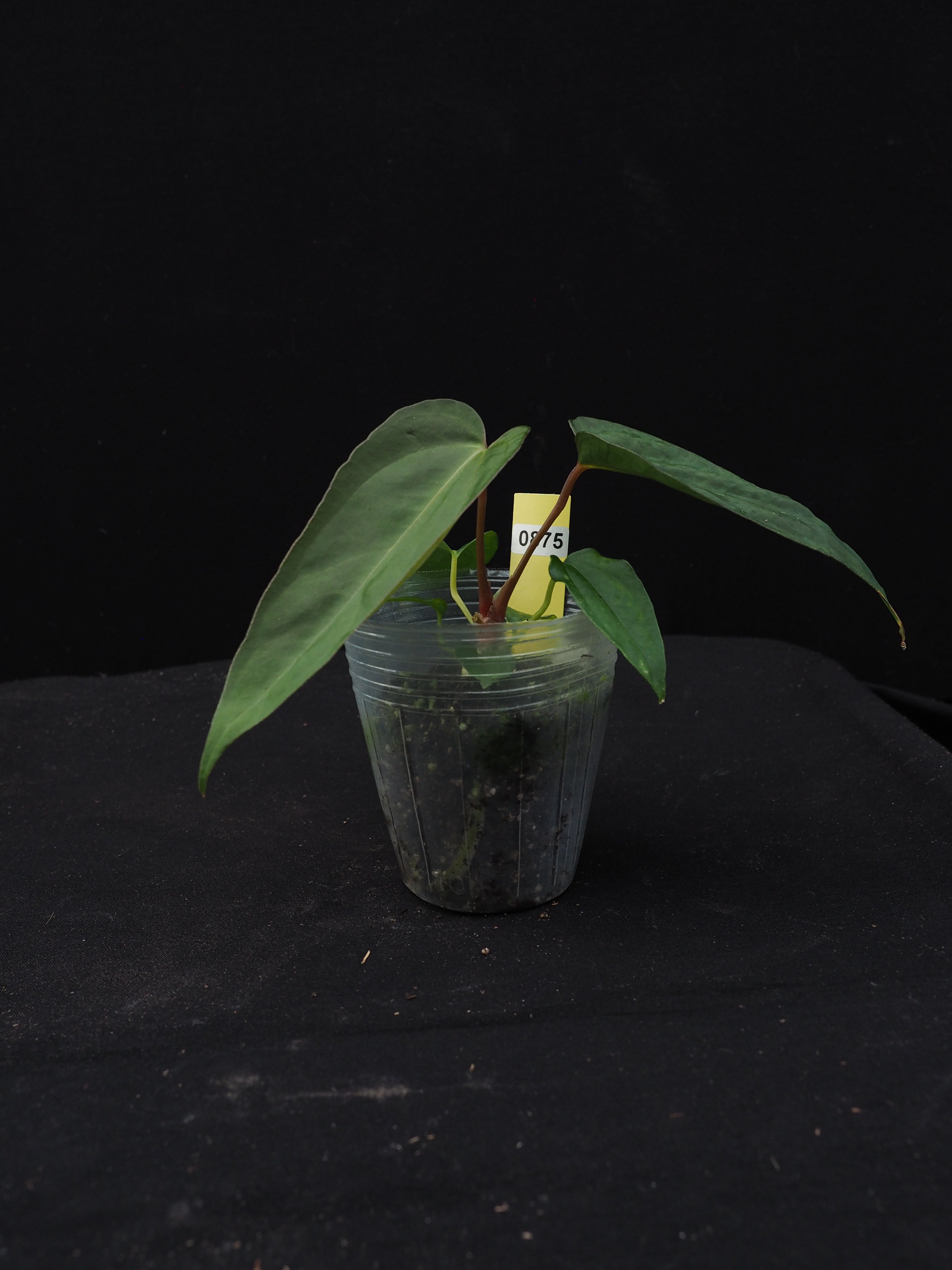 0875 Anthurium potilloi x papillilaminum (RL self)