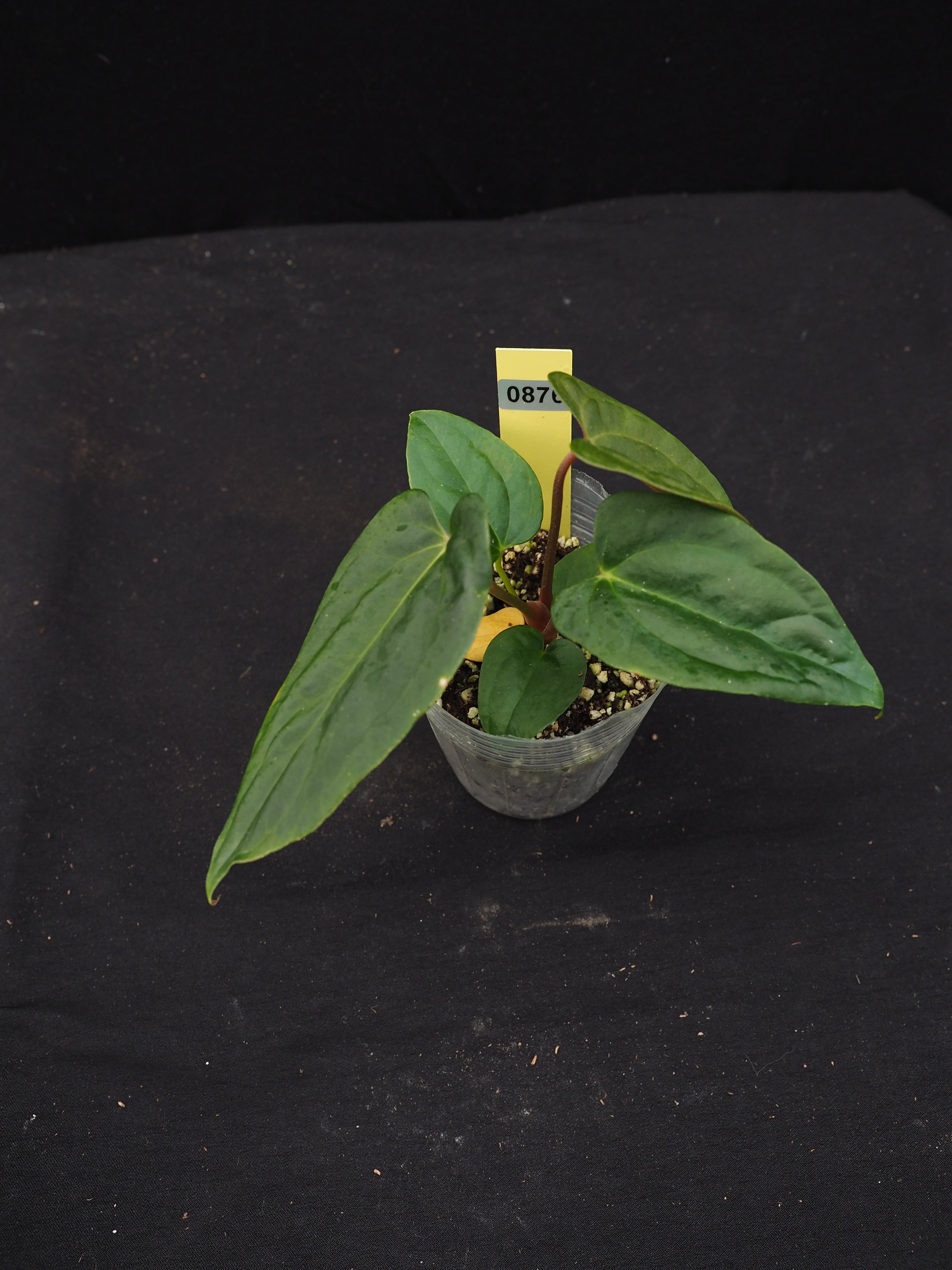 0876 Anthurium potilloi x papillilaminum (RL self)