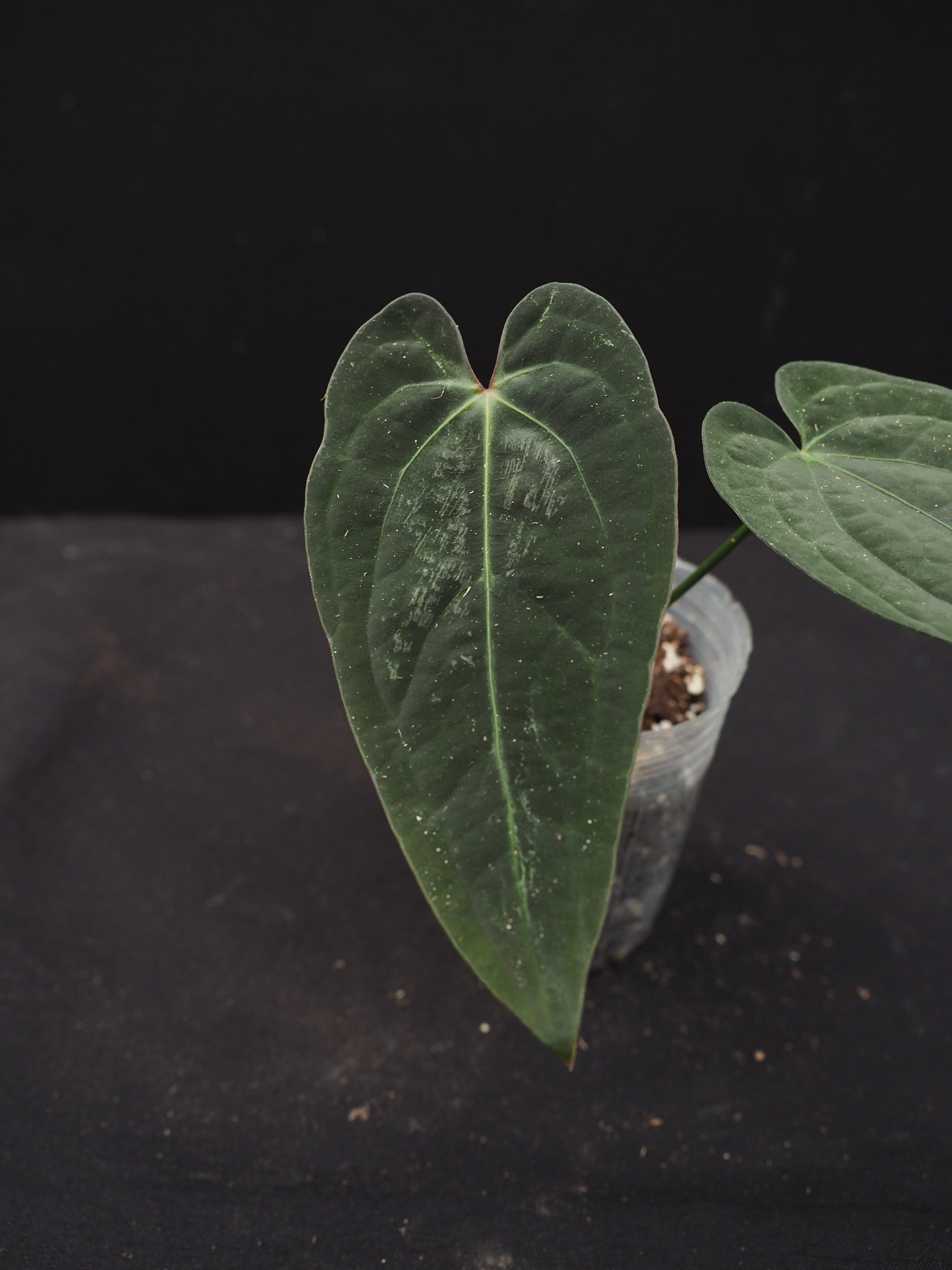 0877 Anthurium Wuhoo's First Night