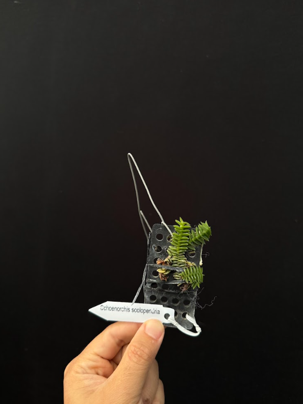 Schoenorchis scolopendria