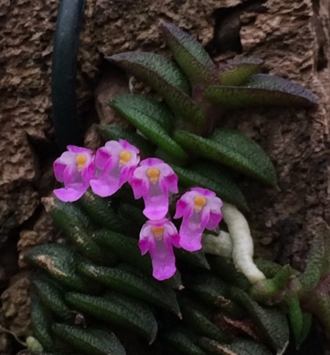 Schoenorchis scolopendria