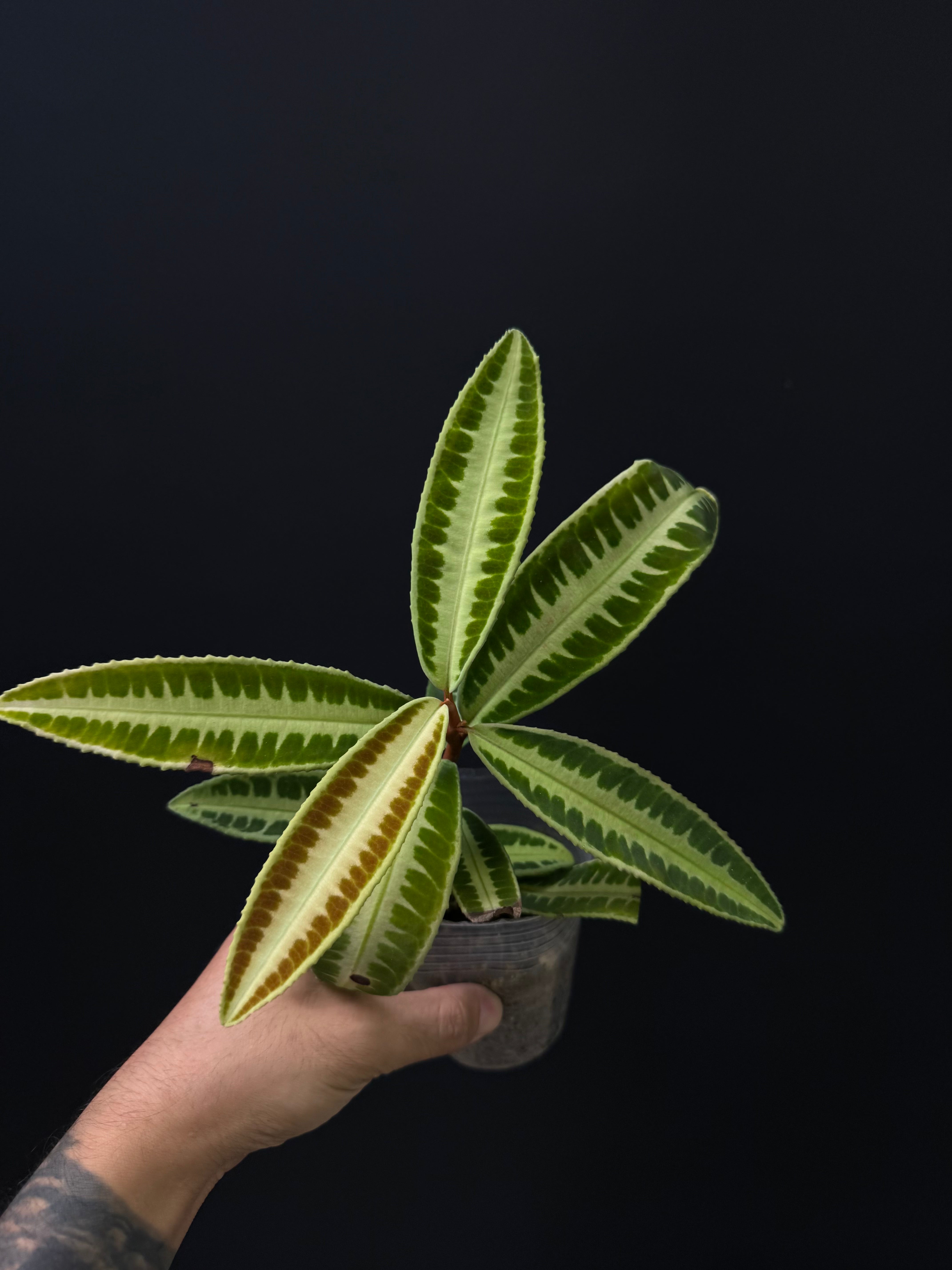 Labisia sp. 'Cat Eye'