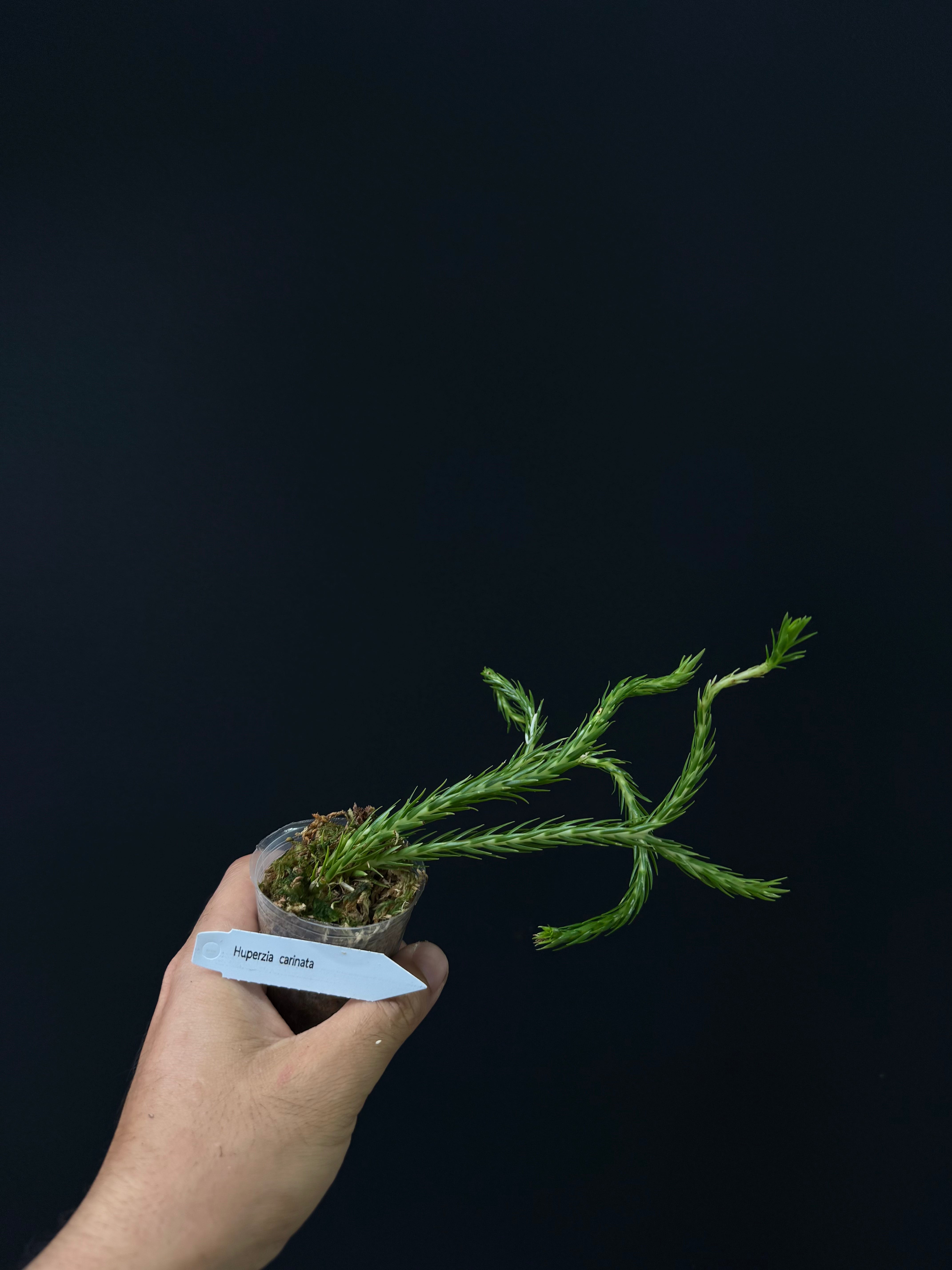 Huperzia carinata - Rare Tropical Clubmoss