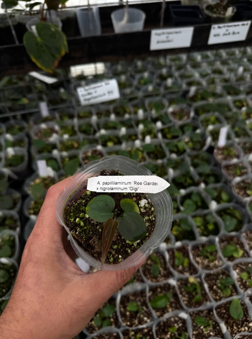 Anthurium papillilaminum Ree Garden x nigrolaminum 'Gigi'