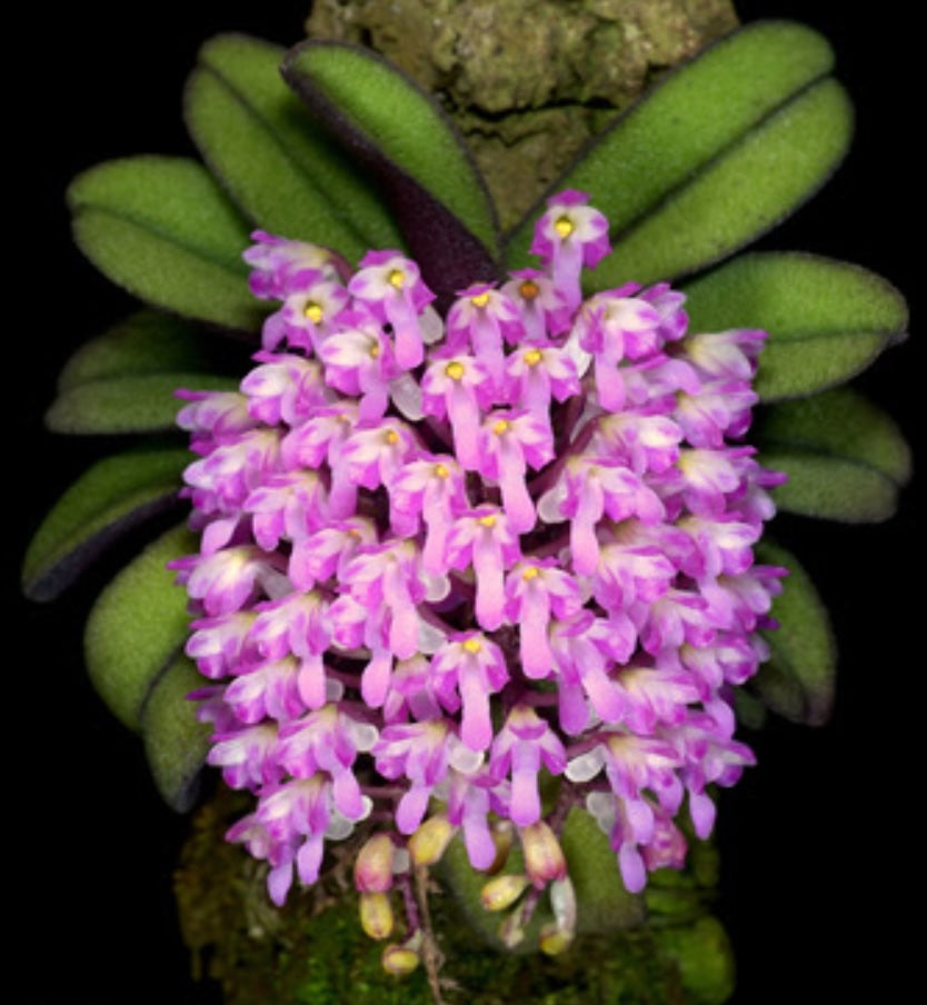 Schoenorchis fragrans