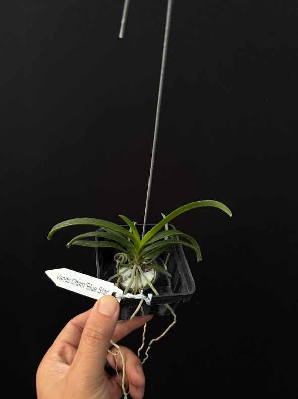 Vanda Charm 'Blue Star'