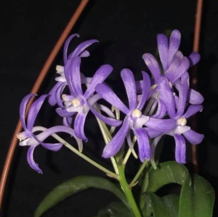 Vanda Charm 'Blue Star'