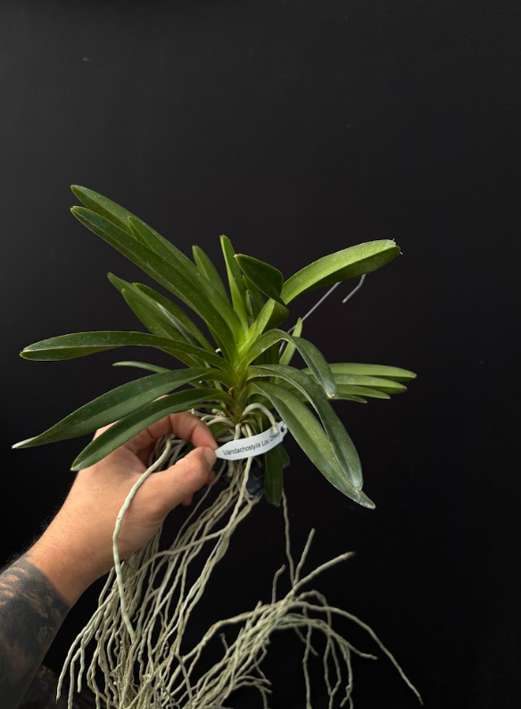 Vandachostylis Lou Sneary