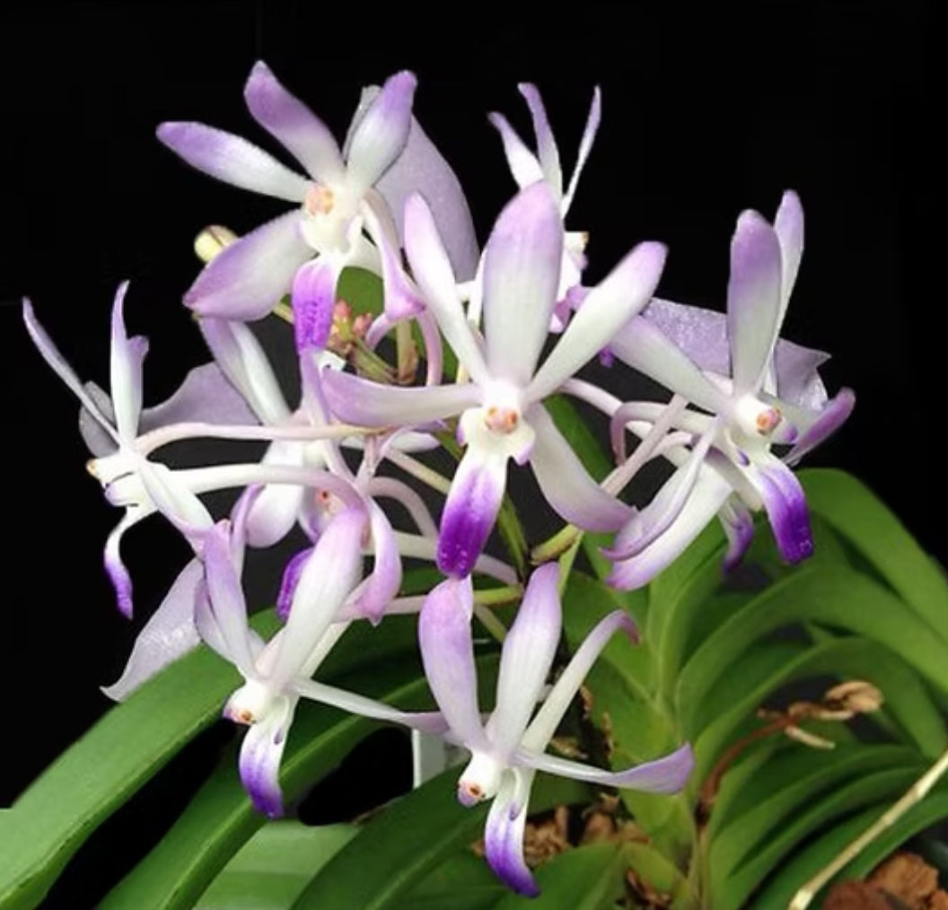 Vandachostylis Lou Sneary
