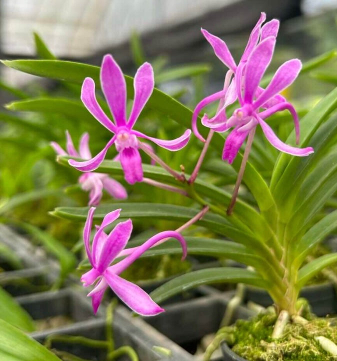 Vanda falcata 'Koto'