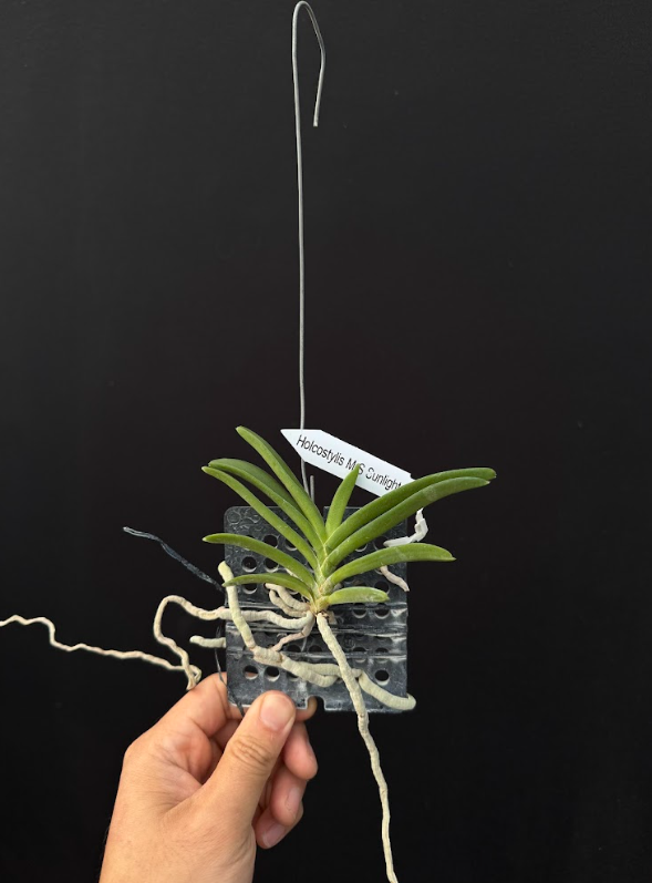 Holcostylis MS Sunlight