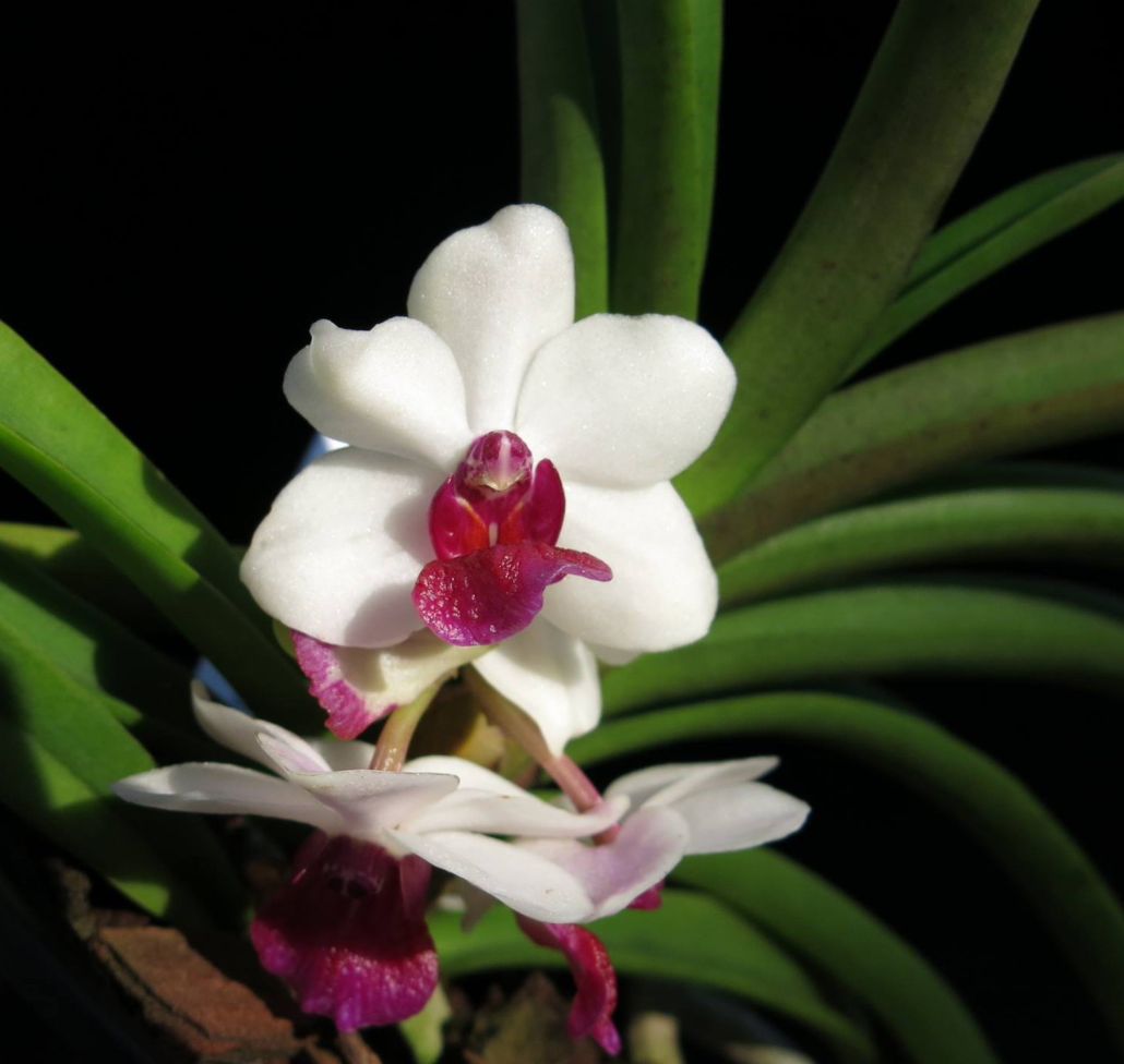 Holcostylis MS Sunlight