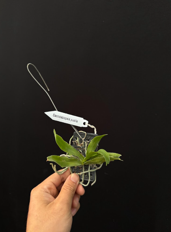 Saccolabiopsis pulisca