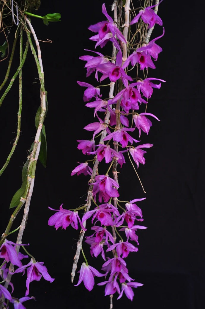 Dendrobium anosmum