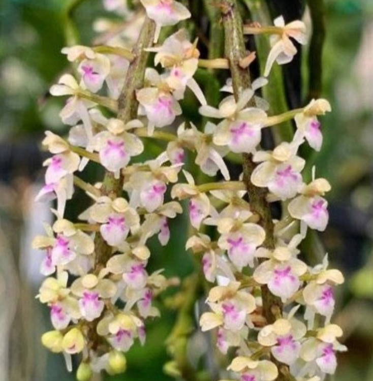 Saccolabiopsis pulisca