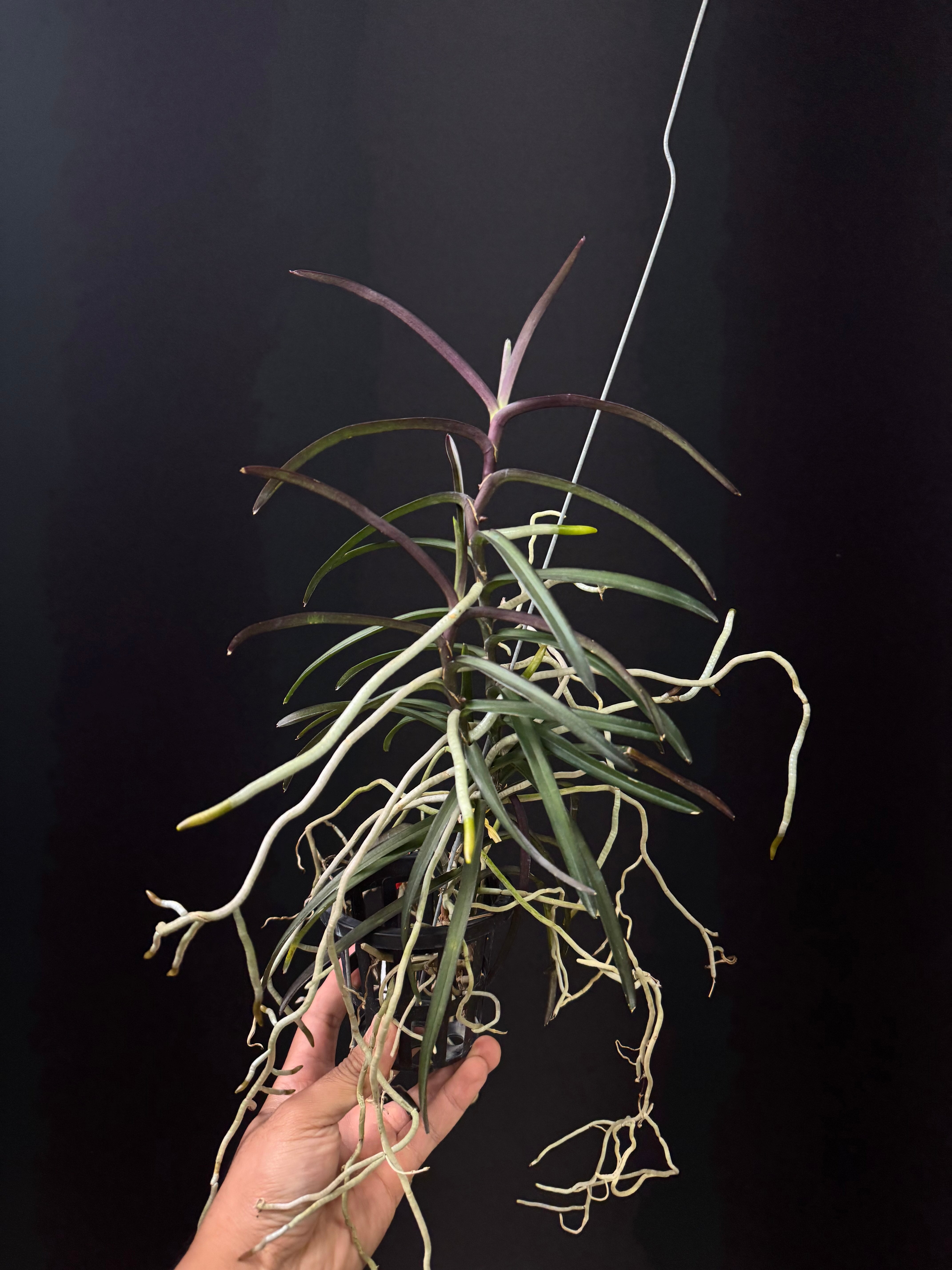 Vanda christensoniana