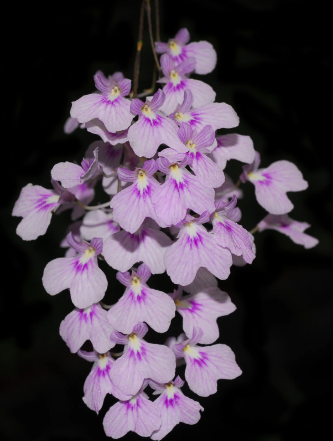 Ionopsis utricularioides