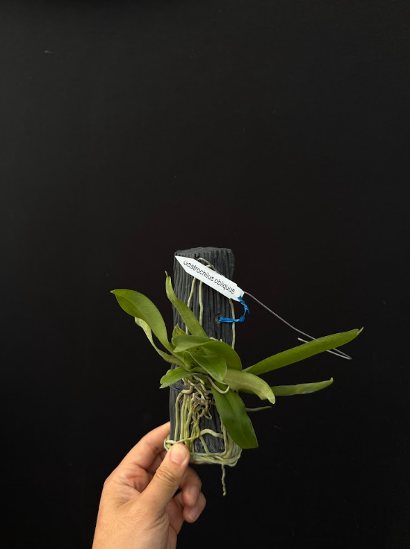 Gastrochilus obliquus