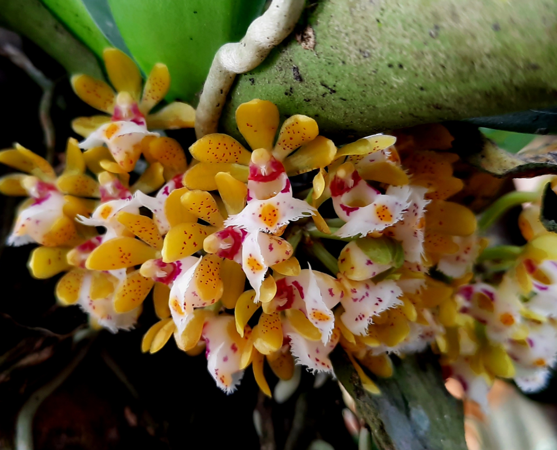 Gastrochilus obliquus