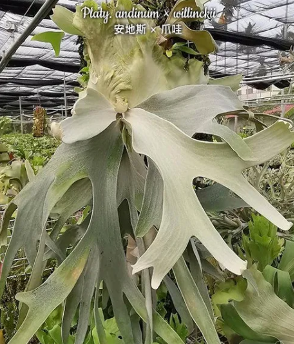 Platycerium andinum x willinckii