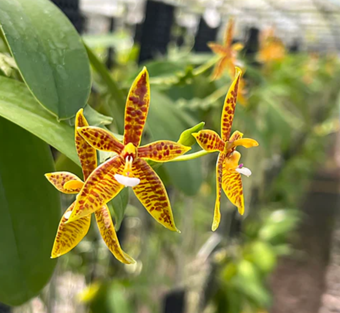 Phalaenopsis cornu-cervi